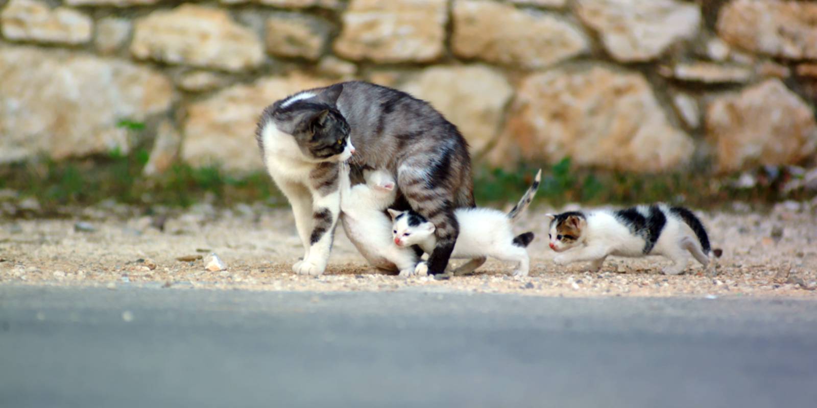 Gata com ninhada de gatinhos na rua