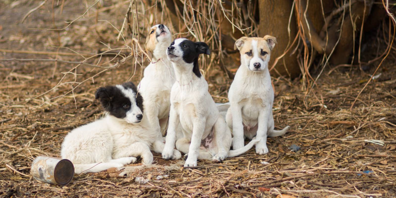 Ninhada de cachorros a viver na rua