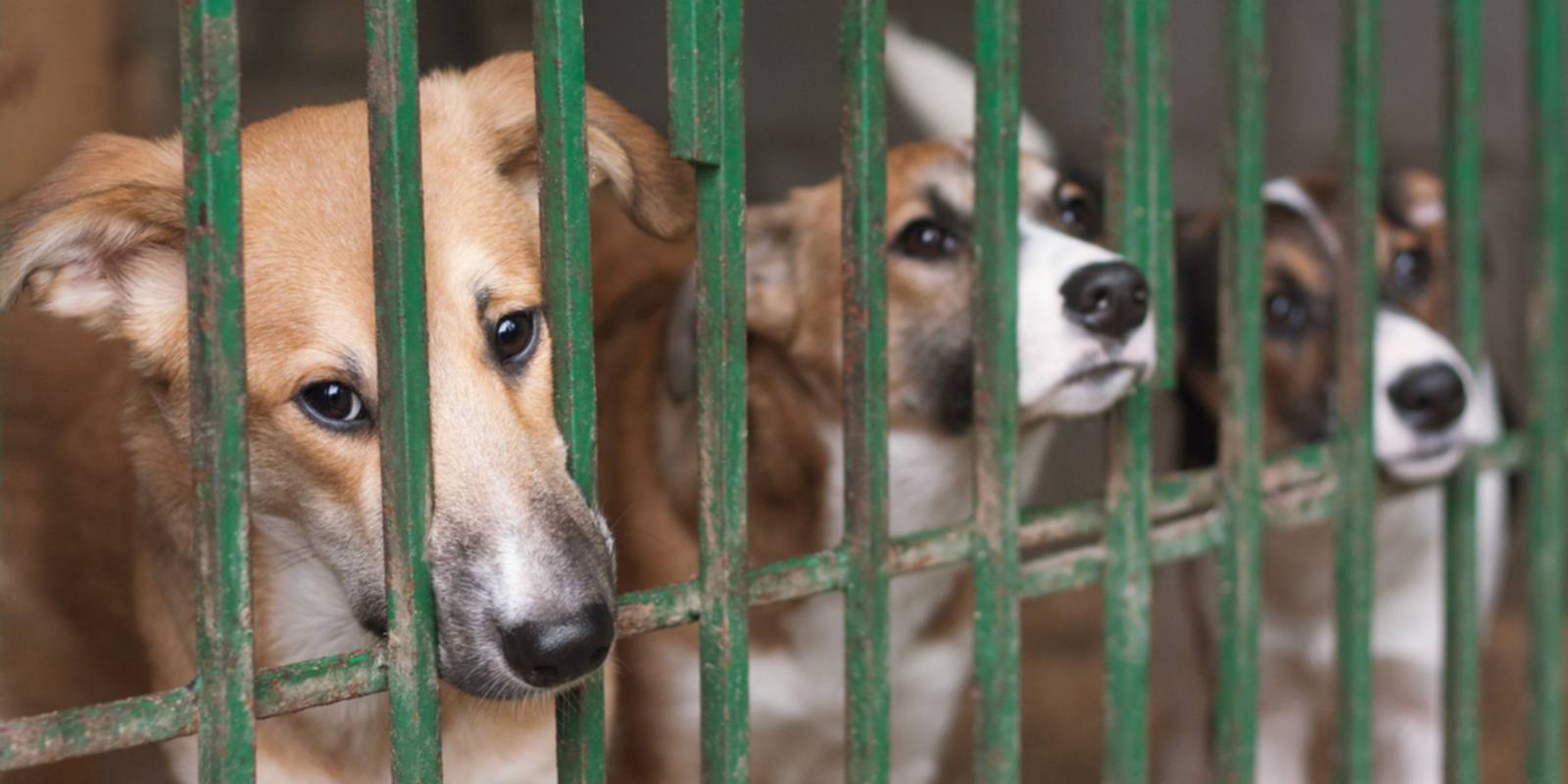Cães na jaula de um canil
