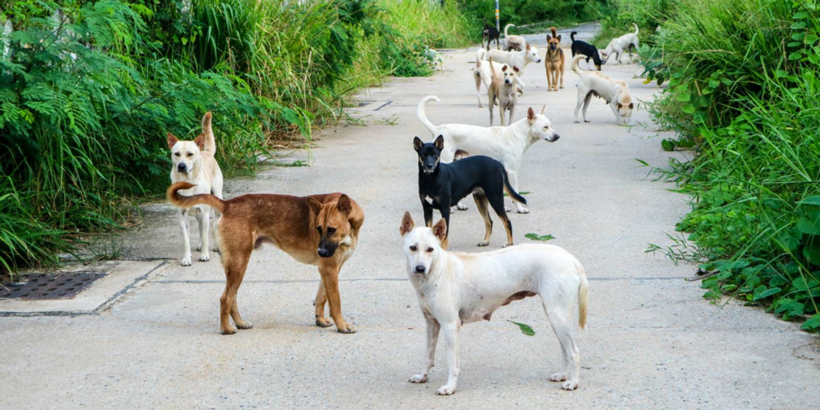 Cães a viver na rua