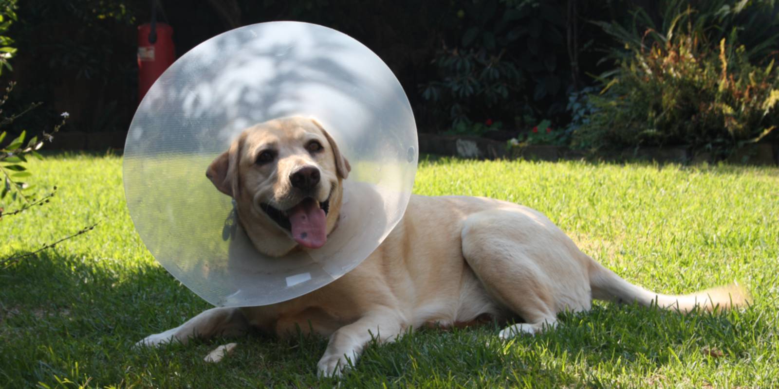 Cão com colar isabelino