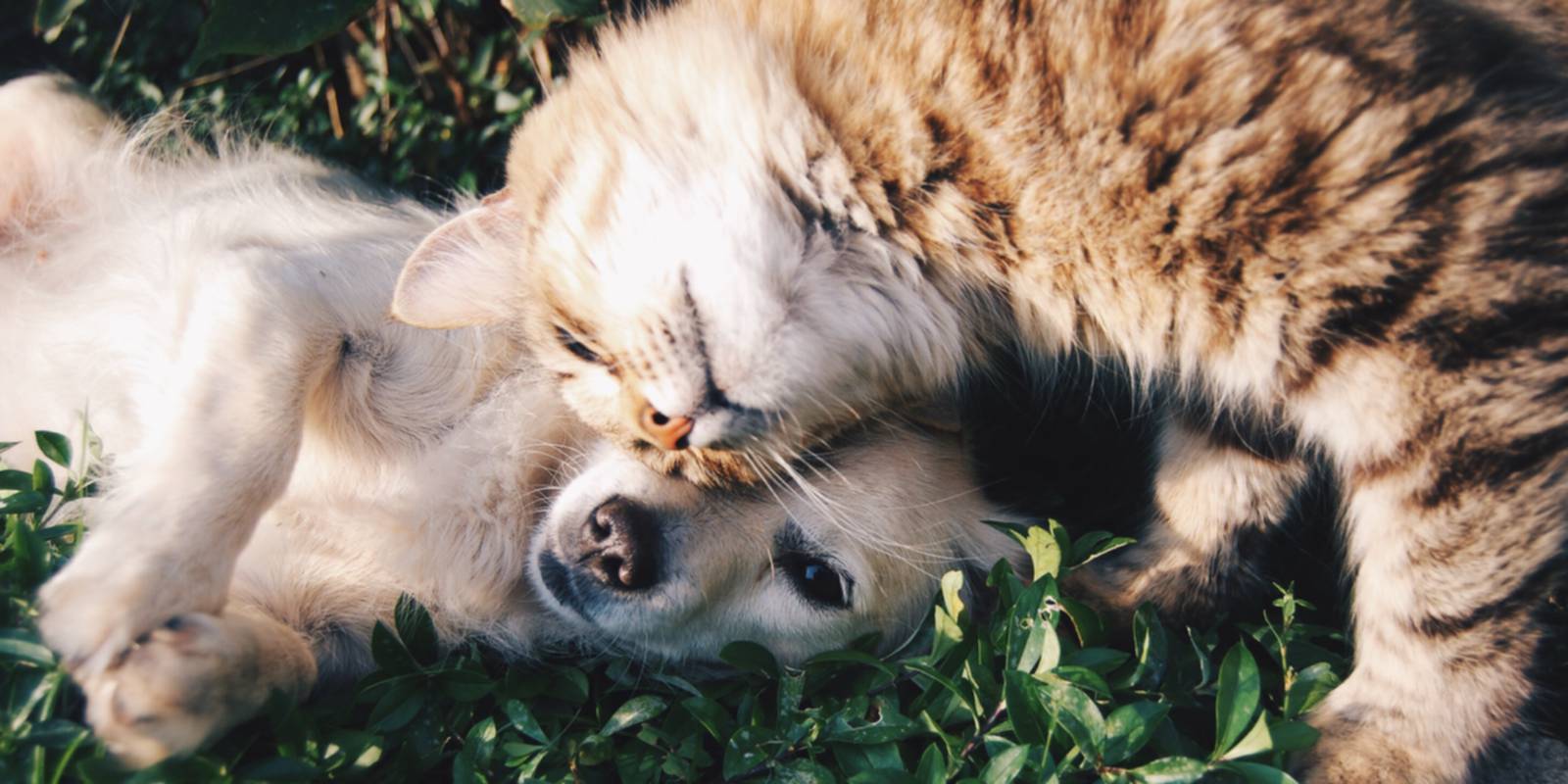 Cão e gato a confraternizar