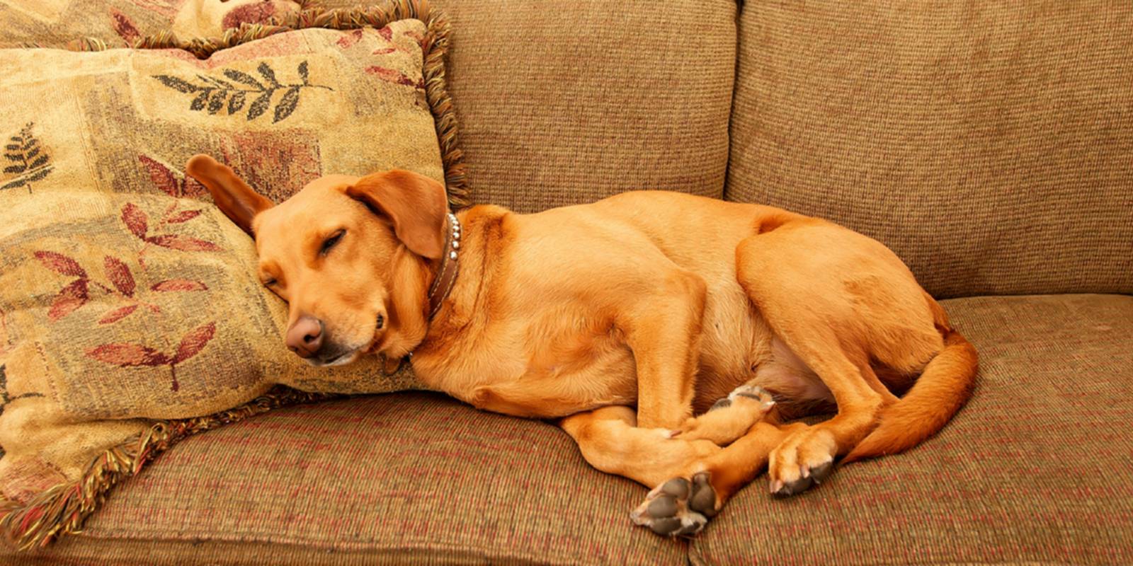 Cão num sofá