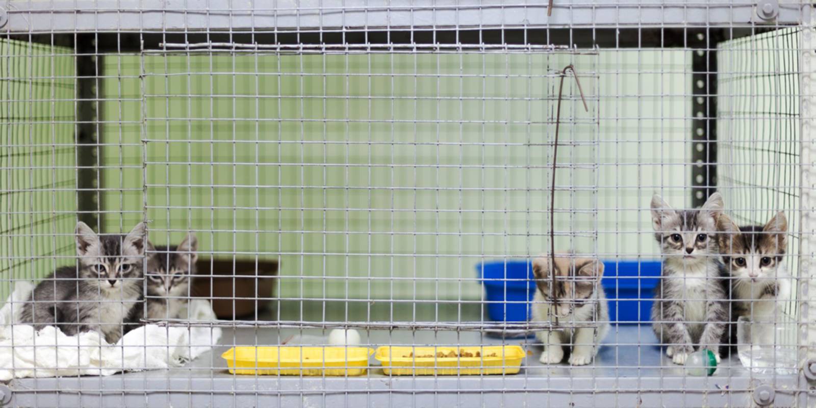 Ninhada de gatinhos na jaula de um albergue